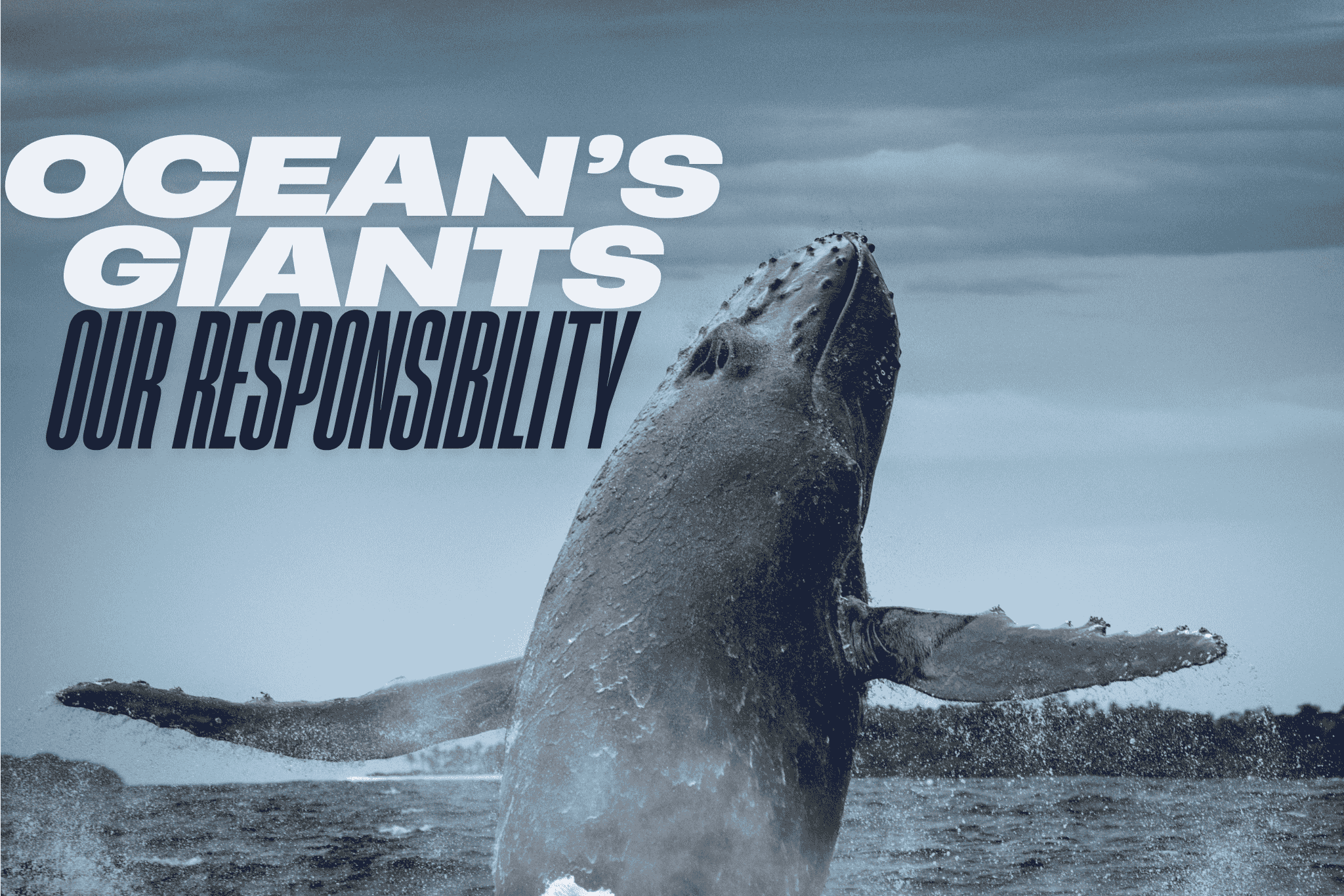 Whale of a Time, Celebrating Ocean Giants