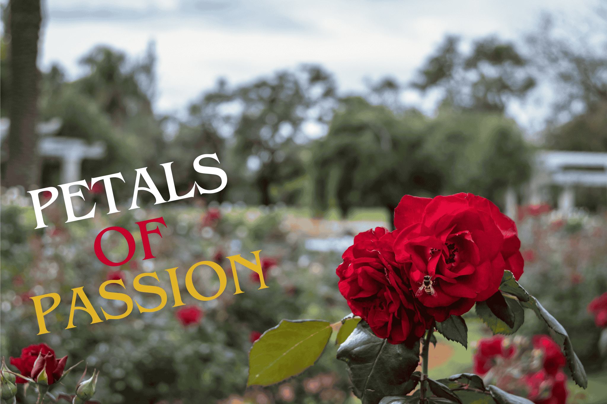 Will you find your rose in the garden?